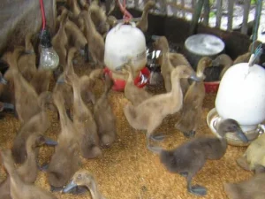 Mengais Duit Lewat Pemeliharaan Bebek
