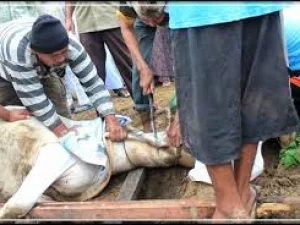 Berkurban Sunat Kifayah dan Sunat Ain, Benarkah?