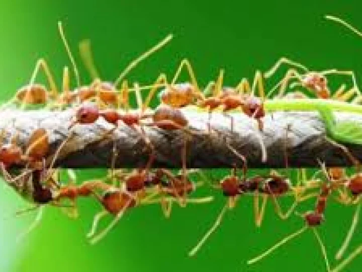 Bukan Hanya Kita, Semutpun Mengenal Cuti Sakit