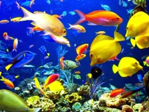 Ambisi Indonesia Menjadi Pionir Eskportir Ikan Hias  Dunia