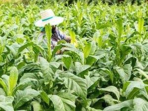 Fatwa Produk Tembakau Alternatif Amat Diperlukan