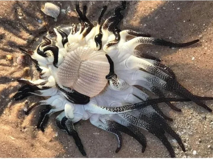 Gurita Super Aneh Hebohkan Warga Pesisir Pantai Broome