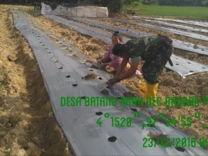 Babinsa Koramil 05/Thu Wujudkan Swasembada Pangan