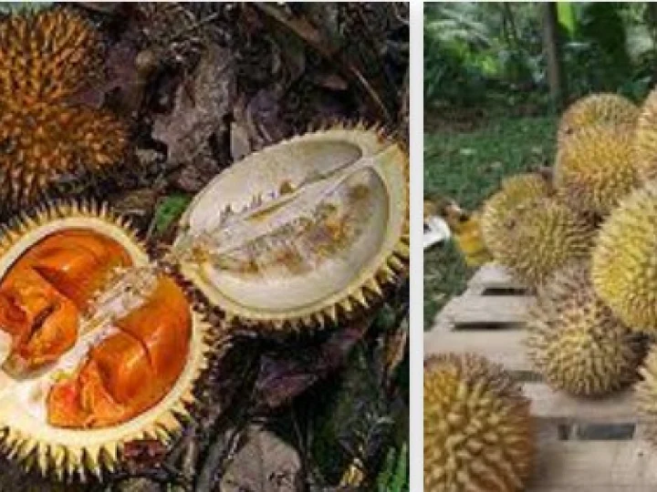 Meluruskan Persepsi Miring tentang Durian 