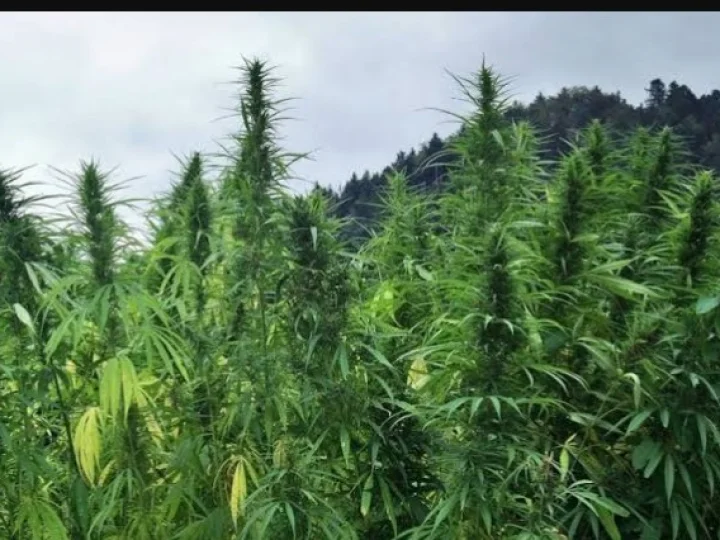 Thailand Resmi Legalkan Ganja untuk Kesehatan, Hadiah Tahun Baru dari Parlemen