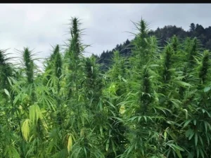 Thailand Resmi Legalkan Ganja untuk Kesehatan, Hadiah Tahun Baru dari Parlemen