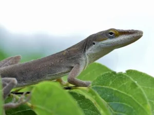 Seperti Manusia, Kadal Anole Punya 