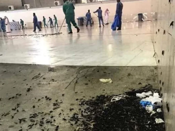 Kawasan Masjidil Haram Dipenuhi Jutaan Serangga