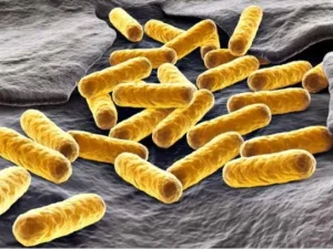 Ilmuwan Temukan Metode Baru Hentikan Bakteri Kebal