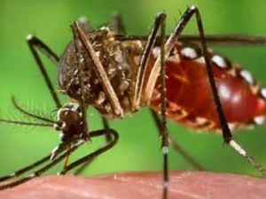 Waspadai Penyakit DBD, Kenali Virus, Gejala Awal, dan Pencegahannya