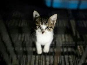 lnggris Larang Penjualan Anak Anjing dan Kucing di Toko Hewan