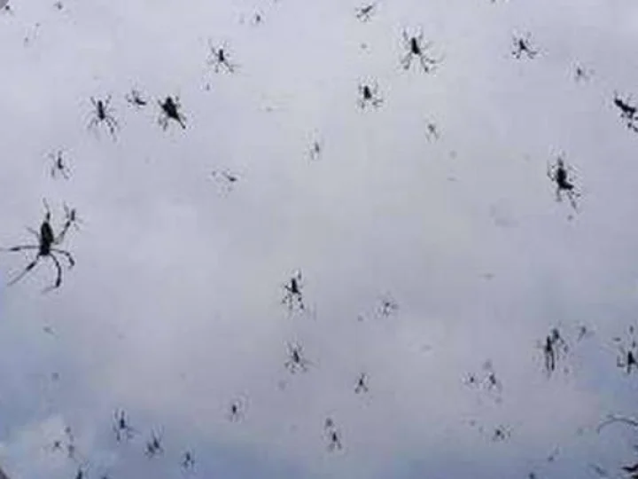 Hujan Laba-laba Turun di Langit Brasil, Apa yang Terjadi?