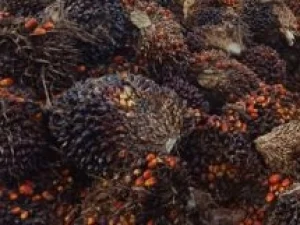 Harga Beli Sawit di Nagan Raya Fluktuatif