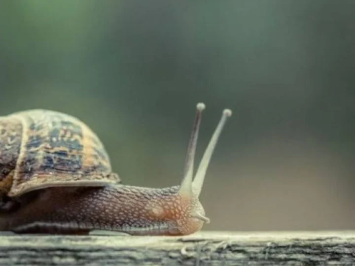 Spesies Siput Pohon Terakhir Mati dan Spesiesnya Dinyatakan Punah