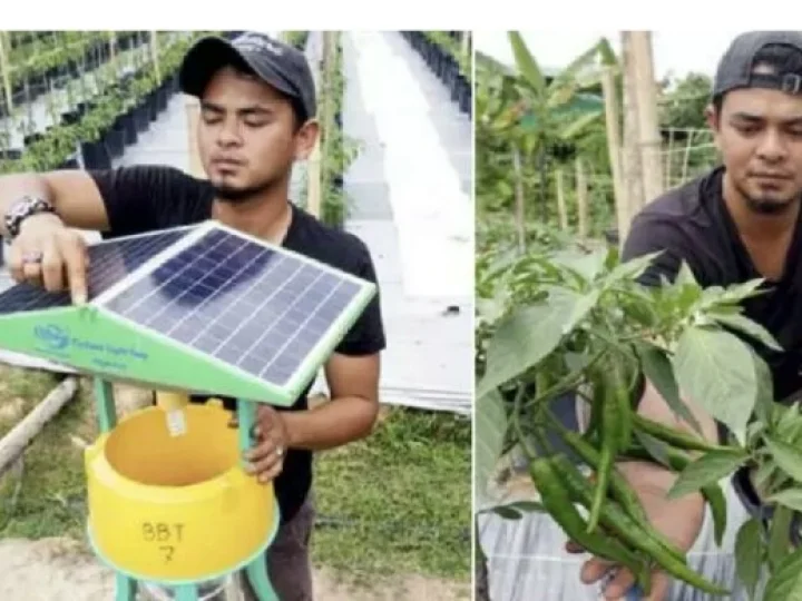 Ogah Cari Kerja, Sarjana Ini Pilih Jadi Petani Cabai! Hasilnya Wow Banget Netz