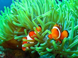 Berkat Penerapan Aturan, Populasi Hewan Laut Terancam Punah di AS