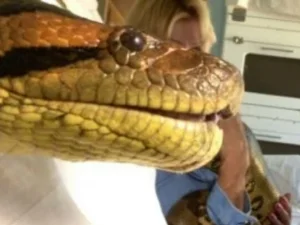 Ini Dia Medusa, Ular Anaconda Besar Pemangsa Manusia