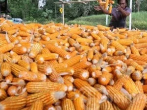 Puluhan Ribu Ton Jagung Impor Masuk Jatim