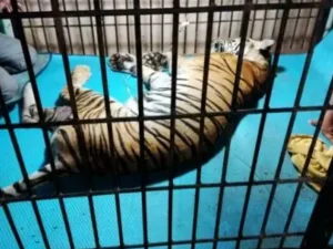 Kebiasaan Tidur di Lantai, Harimau 