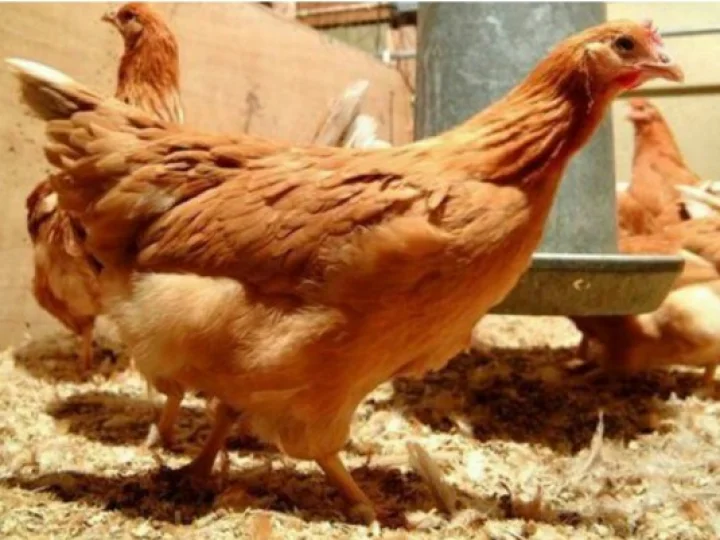 Ayam Rekayasa Genetik Ini Hasilkan Telur Mengandung Obat Kanker