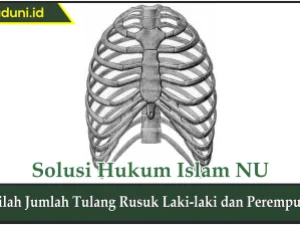 Inilah Jumlah Tulang Rusuk Laki-laki dan Perempuan