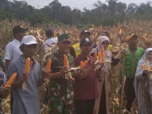 Danramil 01/Bandar, Babinsa dan Pok Tani Panen Jagung