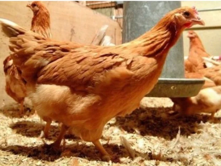 Ilmuwan Berhasil Modifikasi Ayam Untuk Hasilkan Telur Pencegah Kanker