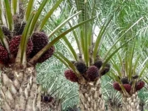 Peran  Indonesia di Bidang Sawit Diperhitungkan Dunia Internasional