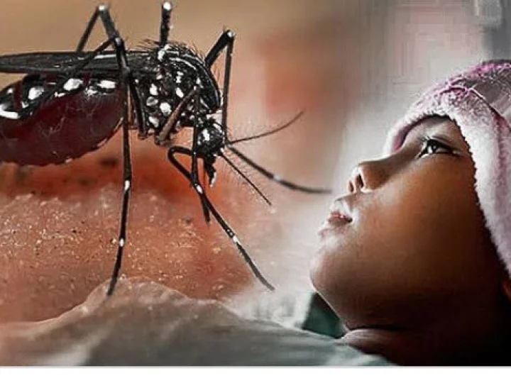 Ilmuwan Menyebutkan Orang yang Terinfeksi DBD Terlindung dari Zika
