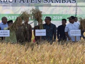 Sambas Surplus Beras namun Kurang Produksi Jagung dan Kedelai