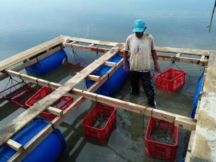 Pemko Kenalkan Metode Budidaya Tiram Sistem Terapung