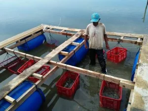 Pemko Kenalkan Metode Budidaya Tiram Sistem Terapung