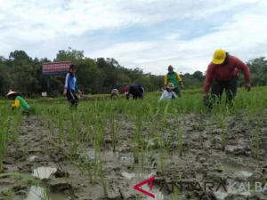 Kabupaten Landak Kembang Jenis Bibit Padi Lokal