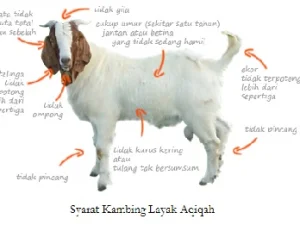 Cara dan Batas Waktu Pembagian Daging Aqiqah