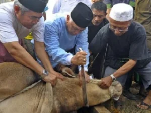 Tata Cara Pembagian Daging Qurban