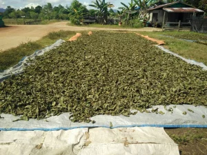 Ribuan Kratom di Tanam di Kapuas Hulu