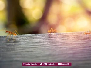 Semut yang Menggigit Alat Vital Orang Shalat, Bagaimana Menyikapinya?