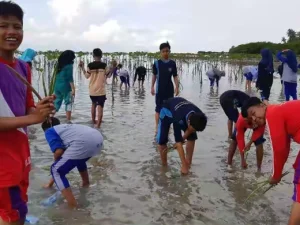 OSIS MTs Al-Hasan Tanam Pohon Mangrove