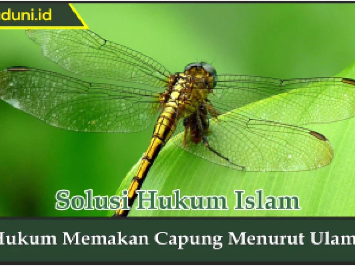 Hukum Memakan Capung Menurut Ulama