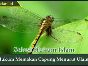 Hukum Memakan Capung Menurut Ulama