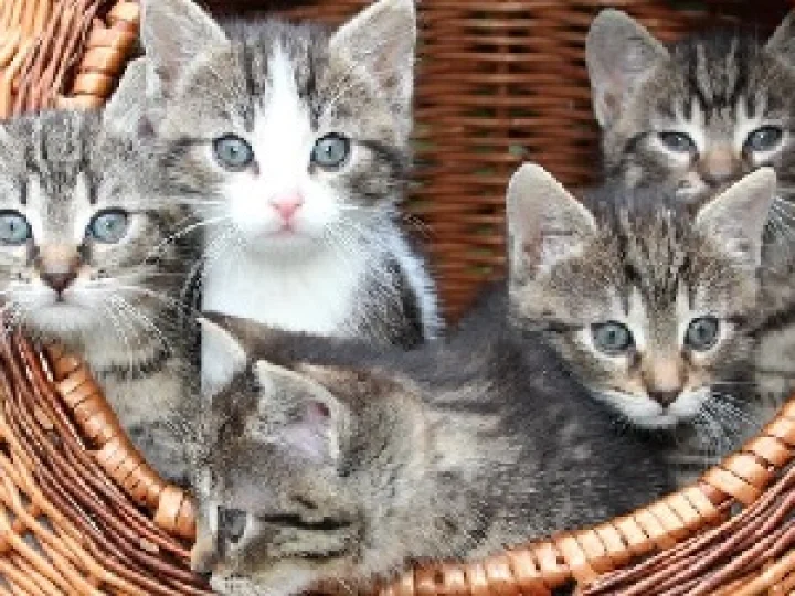 Kisah Kucing Malang Penyebab Datangnya Rahmat Allah