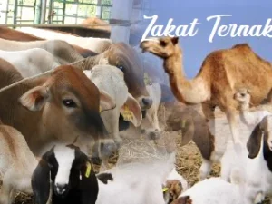 Ketentuan Lengkap Nishab Zakat Ternak yang Harus Dikeluarkan