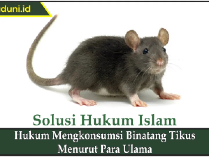 Hukum Mengkonsumsi Binatang Tikus Menurut Para Ulama