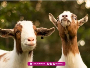 Mendahulukan Aqiqah atau Qurban?