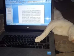 Kucing Sang Hewan Unik dan Dicintai dalam Syariat Islam