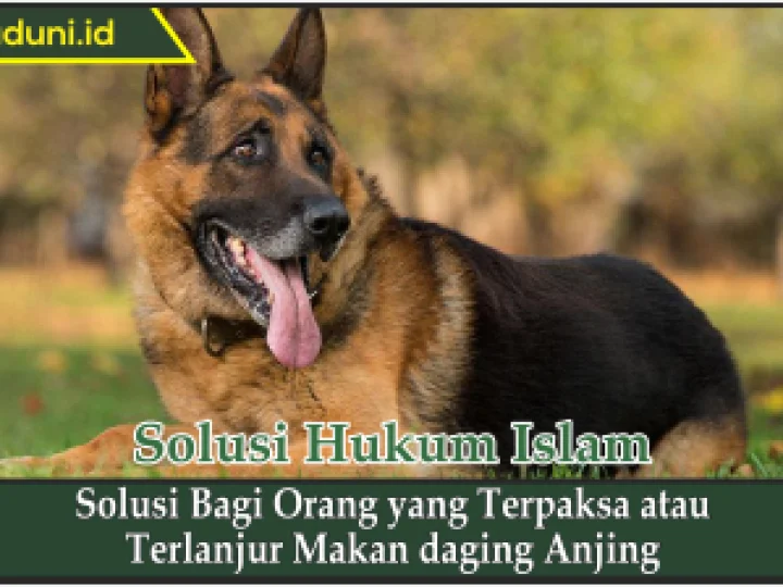 Solusi bagi Orang yang Terpaksa atau Terlanjur Makan daging Anjing