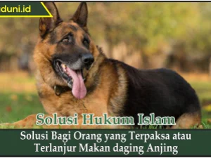 Solusi bagi Orang yang Terpaksa atau Terlanjur Makan daging Anjing