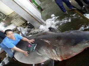 Hiu Putih Berbobot 1,1 Ton Sedang Hamil 14 Anak Tertangkap Nelayan Taiwan
