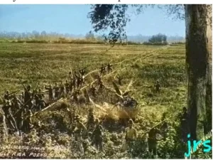 Menelusuri Sejarah yang Tenggelam di Aliran Sungai Batee Iliek