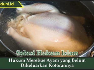 Hukum Merebus Ayam yang Belum Dikeluarkan Kotorannya